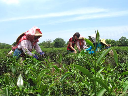 “東方美人”很特別 “東方美人”很特別