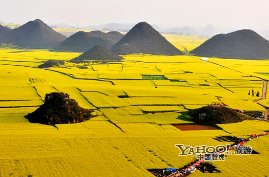　　說(shuō)到羅平, 無(wú)人不知,只因那有全國(guó)面積最大的油菜花田。(圖片來(lái)源:CFP)