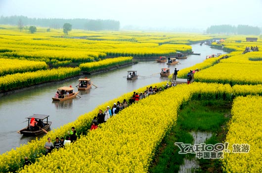 　　興化的油菜花最讓人心醉,因?yàn)闆](méi)有一個(gè)地方能把油菜花和水景結(jié)合得如此到位。(圖片來(lái)源:CFP)