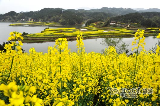 　　成片的油菜花同時(shí)開放,置身于其中,會(huì)感受到色彩給人的震撼和陶醉。(圖片來(lái)源:CFP)