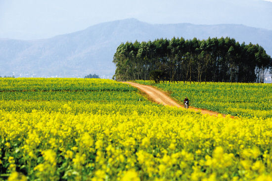 羅平油菜花 羅平油菜花