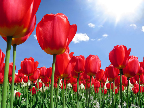 紅色郁金香代表熱烈的愛(ài)意 紅色郁金香代表熱烈的愛(ài)意