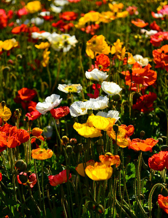 春城無處不飛花 昆明的花 春城無處不飛花 昆明的花