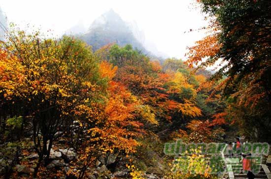深秋去堯山賞紅葉、泡溫泉、拜大佛