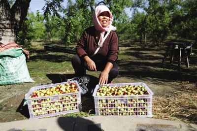 黃驊冬棗與梭子蟹齊名，但很多外地人并不知道它的好。