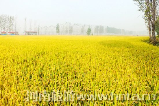 【新鄉(xiāng)特產(chǎn)】原陽(yáng)大米