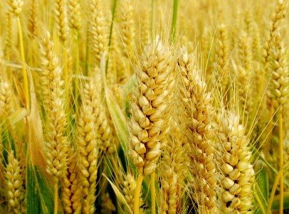 小麥有養(yǎng)心神益心氣的作用 小麥有養(yǎng)心神益心氣的作用