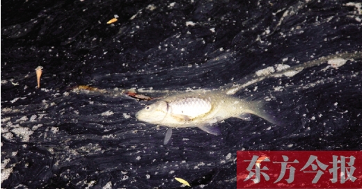 五月九日，鄭州帝湖，漂在黑色的湖面上的死魚