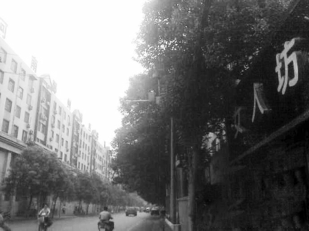 　　樹木枝繁葉茂，幾乎完全擋住紅綠燈 網(wǎng)友供圖