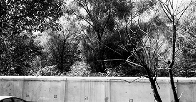 家長(zhǎng)們熱切盼望的天明路小學(xué)規(guī)劃地，就在這個(gè)郁郁蔥蔥的院里