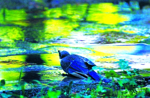 昨天，離三伏結(jié)束還有5天，鄭州、洛陽(yáng)拉響“紅色警報(bào)”