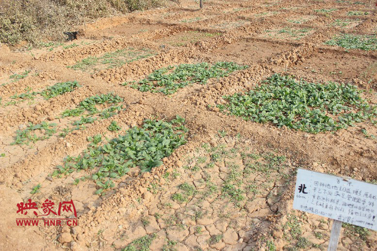 開心農(nóng)場哦，你可以再這兒包地，無毒無公害綠色產(chǎn)品