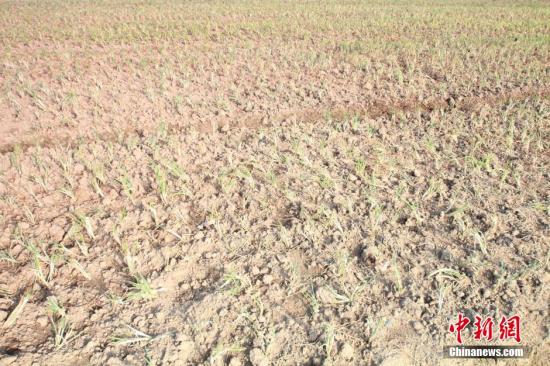 2014年7月31日早晨，浙江紹興市區(qū)蔬菜批發(fā)市場旁邊的土地已經(jīng)發(fā)生開裂。