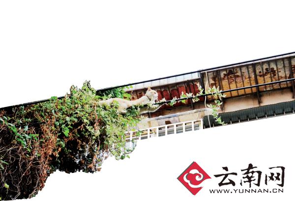 小貓下樹，但小貓就是不下來，反而爬到了一根緊貼著樹的電線上。