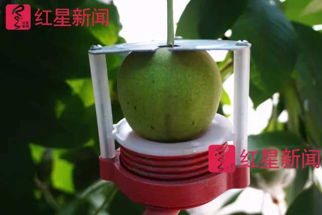 文玩核桃遇冷由幾萬一對降到5元沒人要？商戶否認(rèn)