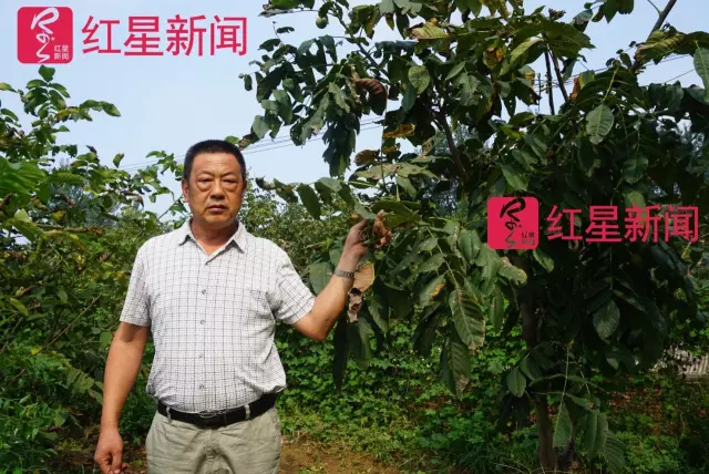 文玩核桃遇冷由幾萬一對降到5元沒人要？商戶否認(rèn)