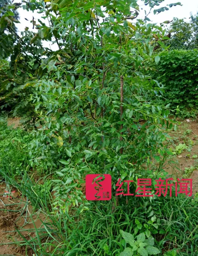 文玩核桃遇冷由幾萬一對降到5元沒人要？商戶否認(rèn)