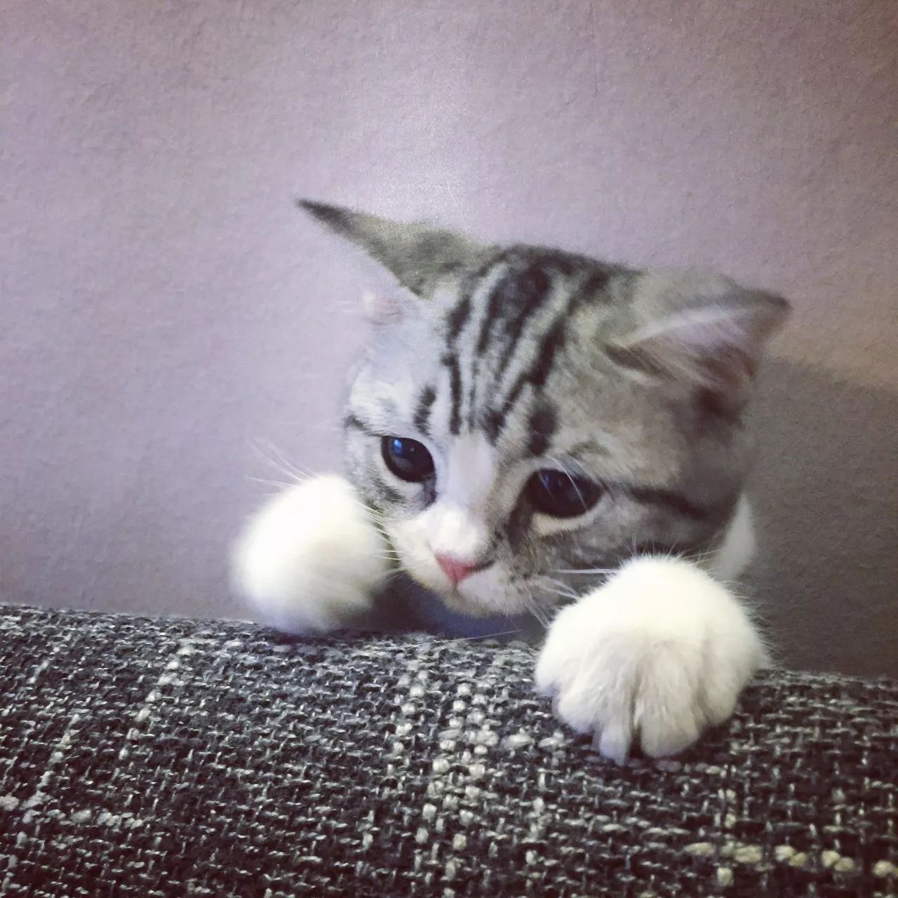 一只虛擬寵物貓叫價13億元？云養(yǎng)貓成真