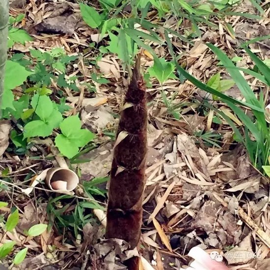 咦~這是什么？能吃嗎？