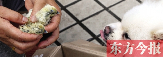 彭女士從老家?guī)淼拿u蛋，應(yīng)該屬于“活胎毛蛋”