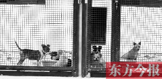 被主人遺棄的小狗暫時寄居在鄭州市犬只收容中心內(nèi)，如果沒有人來認(rèn)領(lǐng)，他們將被處以安樂死