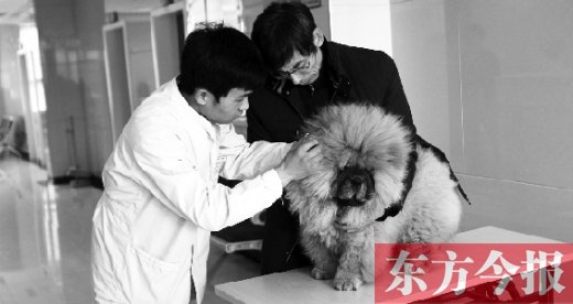 在一家大型寵物醫(yī)院里，生病的狗狗正在接受治療