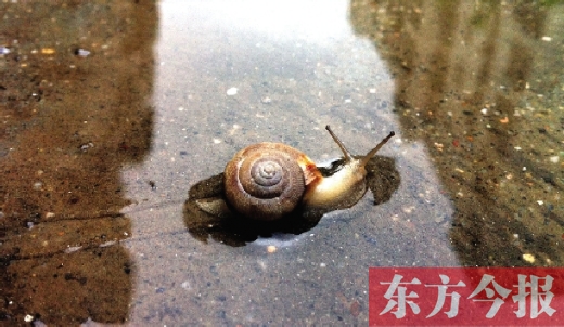 堵車俺不怕，就怕發(fā)大水，這不，一大早蹚水過街，現(xiàn)在已經是下午了，俺還在馬路中間呢