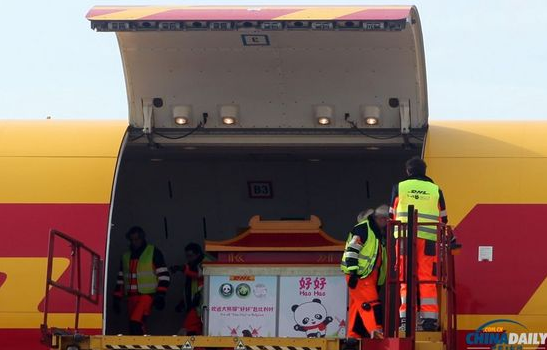 大熊貓“好好”抵達(dá)布魯薩爾國際機(jī)場。記者 付敬 攝