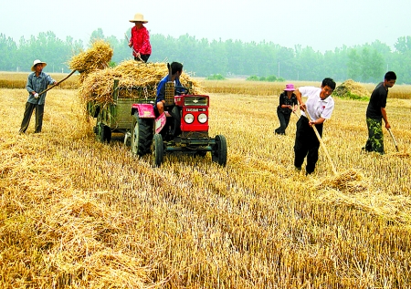 6月1日，舞鋼市礦建街道張我莊村幫扶隊(duì)員在幫村民收秸稈。
