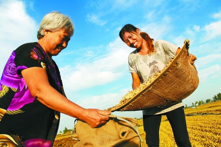 8月24日,內(nèi)黃縣城關(guān)鎮(zhèn)農(nóng)民在收獲早熟花生。 8月24日,內(nèi)黃縣城關(guān)鎮(zhèn)農(nóng)民在收獲早熟花生。