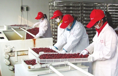 雖是寒冬，內(nèi)黃紅棗加工生產(chǎn)依然熱火朝天。