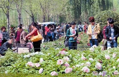  清明小長假期間，隋唐城遺址植物園內(nèi)游人如織