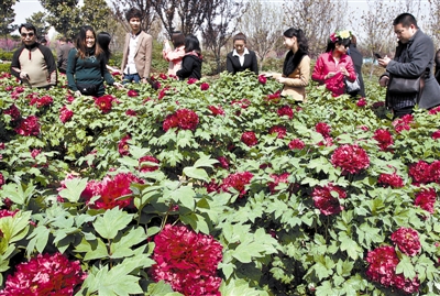 　 5日，國際牡丹園開園迎賓，連日來，慕名而來賞花踏青的游客絡(luò)繹不絕