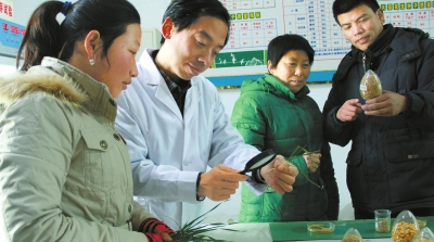 河南小麥平均畝產(chǎn)第一縣:溫縣 河南小麥平均畝產(chǎn)第一縣:溫縣