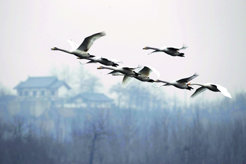 一群天鵝從空中飛過 一群天鵝從空中飛過