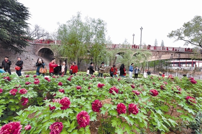 在王城公園橋北新開辟的甘棠洲牡丹觀賞區(qū)內(nèi)，霓虹煥彩、晨紅等品種牡丹盛開，給來自海內(nèi)外的賞花游客帶來驚