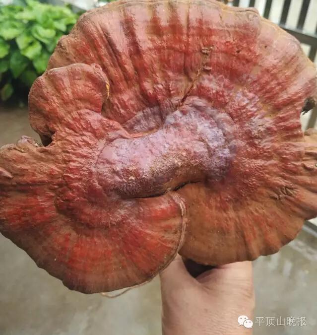 平頂山村民深山采藥發(fā)現(xiàn)野生大靈芝 價(jià)格不菲 平頂山村民深山采藥發(fā)現(xiàn)野生大靈芝 價(jià)格不菲