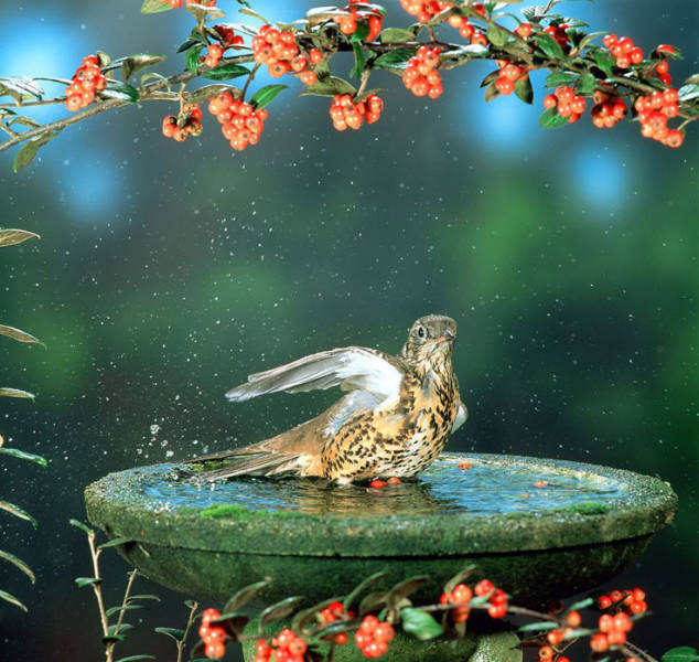 老人自制相機(jī)拍小鳥“梳洗”照 老人自制相機(jī)拍小鳥“梳洗”照