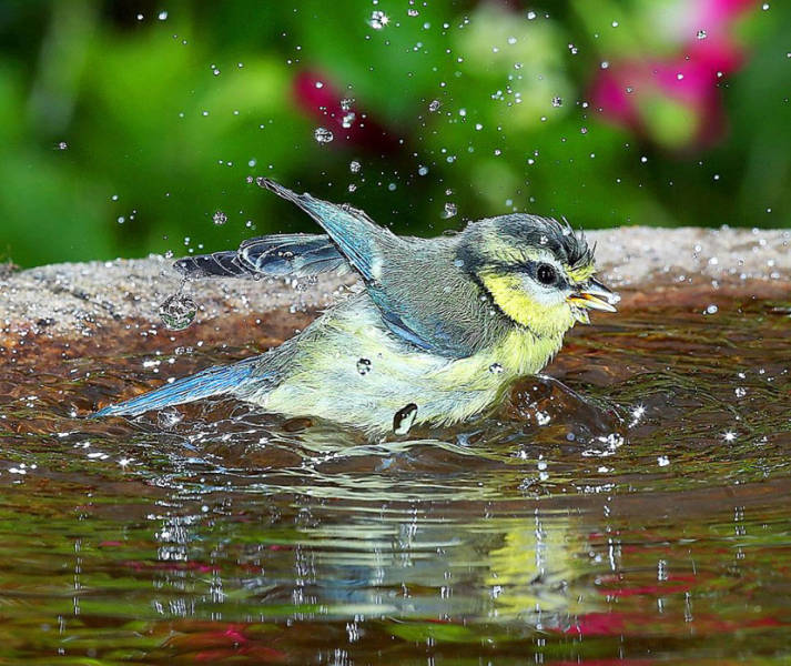 老人自制相機(jī)拍小鳥“梳洗”照 老人自制相機(jī)拍小鳥“梳洗”照