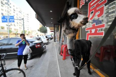 女子網(wǎng)購(gòu)羊駝被當(dāng)狗 女子網(wǎng)購(gòu)羊駝被當(dāng)狗