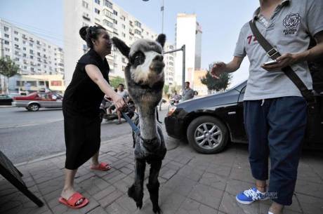 女子網(wǎng)購(gòu)羊駝被當(dāng)狗 女子網(wǎng)購(gòu)羊駝被當(dāng)狗