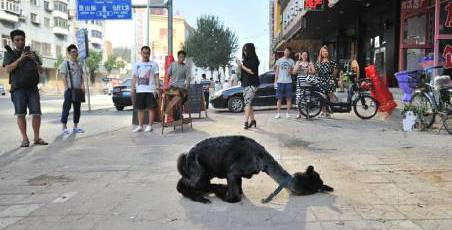 女子網(wǎng)購(gòu)羊駝被當(dāng)狗 女子網(wǎng)購(gòu)羊駝被當(dāng)狗