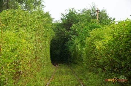 西安現(xiàn)“小清新”鐵路 西安現(xiàn)“小清新”鐵路