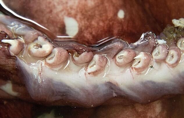 南極驚現(xiàn)350公斤巨型魷魚(yú) 南極驚現(xiàn)350公斤巨型魷魚(yú)