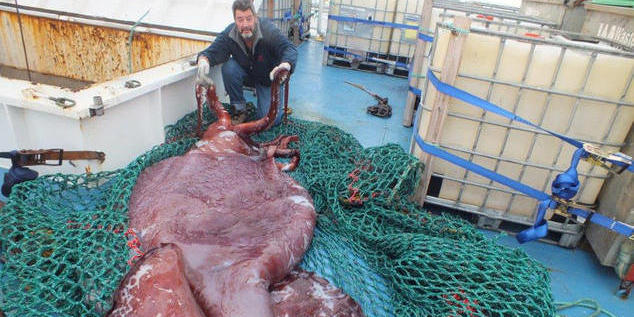 南極驚現(xiàn)350公斤巨型魷魚(yú) 南極驚現(xiàn)350公斤巨型魷魚(yú)