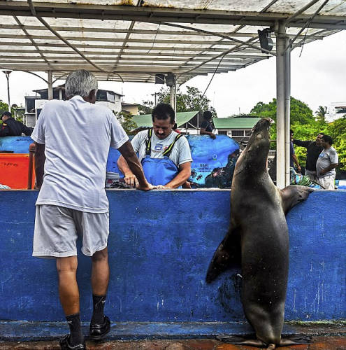 海獅變魚攤?？?排隊(duì)“購買”金槍魚