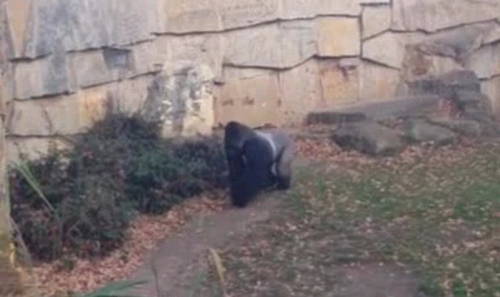 德國(guó)大猩猩扮惡霸 德國(guó)大猩猩扮惡霸