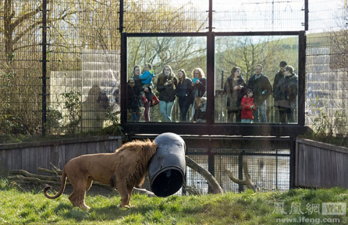 荷蘭動(dòng)物園一獅子頭被卡塑料桶 荷蘭動(dòng)物園一獅子頭被卡塑料桶