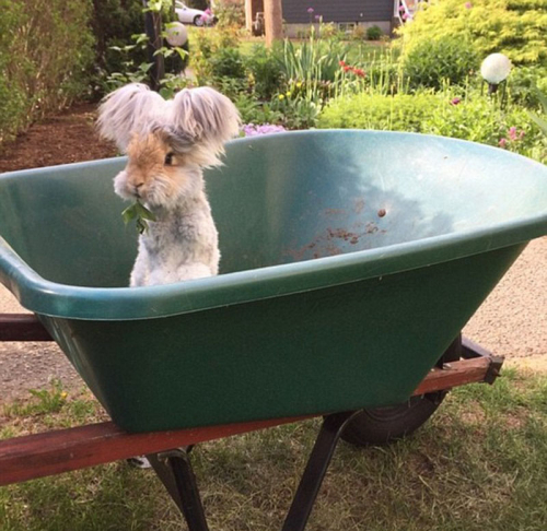 美國小兔可愛招風耳走紅網絡