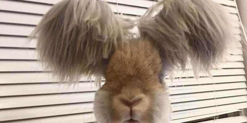 美國小兔可愛招風耳走紅網絡